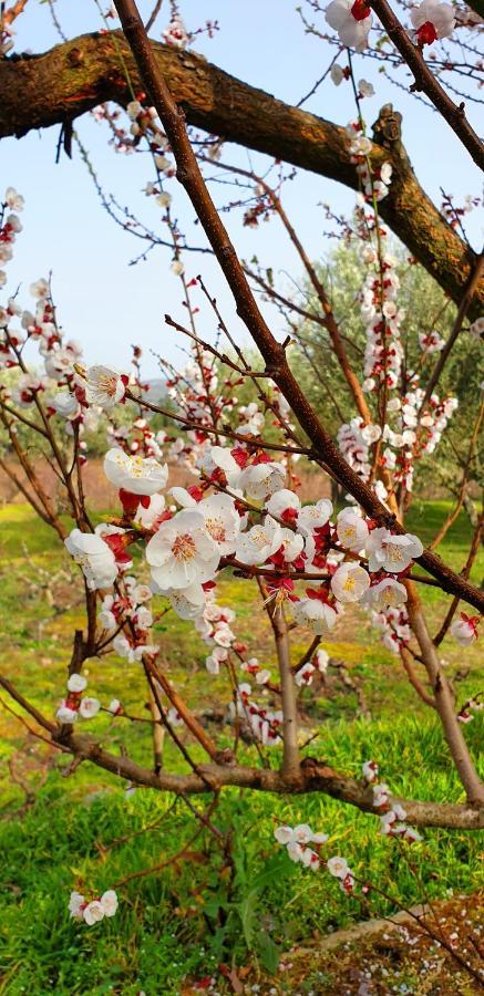 Outros Tempos - Turismo De Aldeia Hotel Aricera ภายนอก รูปภาพ